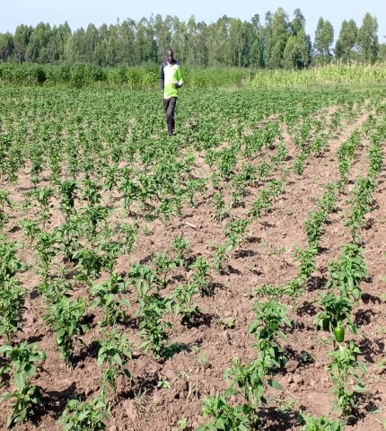 Farmer Demonstration Garden: Green paper